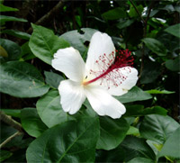 hibiscus001.jpg
